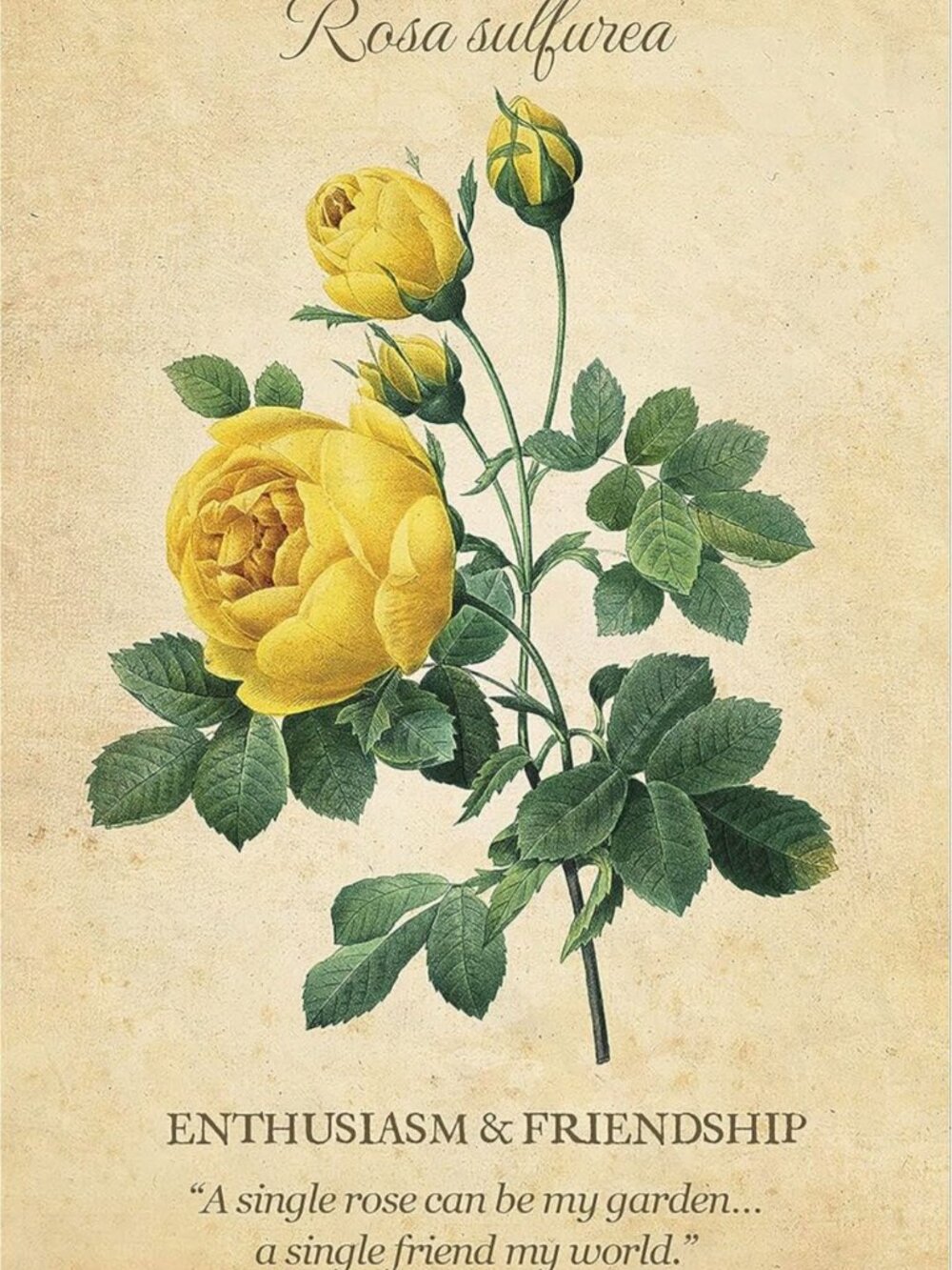 Botanical Inspirations Deck and Book Set - Picture 6 of 8